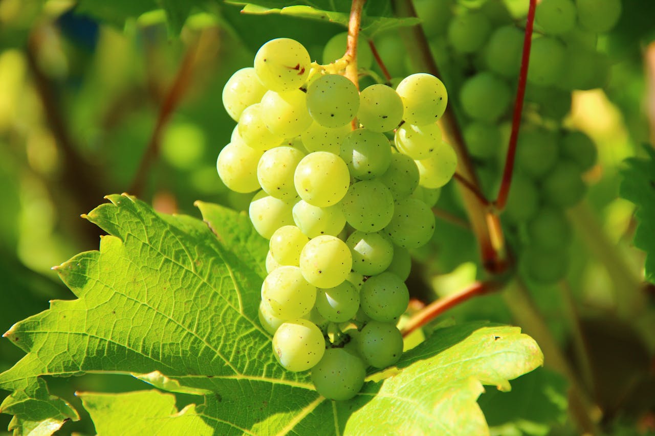 fruitmanden koop je bij 123fruit.nl fruitmanden koop je bij 123fruit.nl